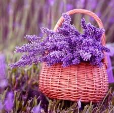 Wax melts Νέα Αρώματα